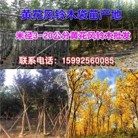 黄花风铃木袋苗地 黄花风铃木袋苗产地 黄花风铃木袋苗价格_图片