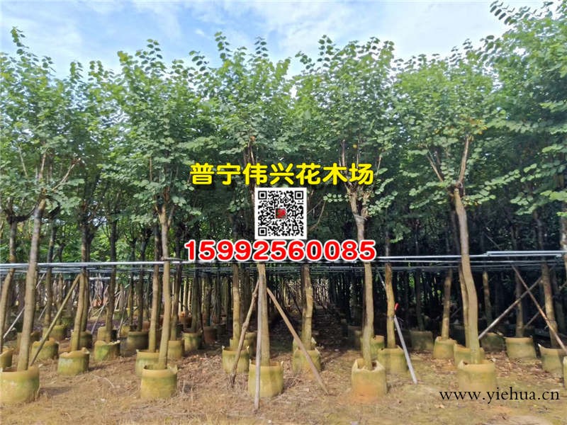 福州羊蹄甲袋苗基地大量10公分羊蹄甲袋苗特价出售