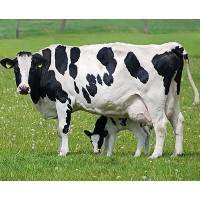 供应奶牛养殖专用饲料石膏粉_图片