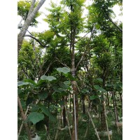 【麻楝树产地】云南优质10公分麻楝树袋苗基地