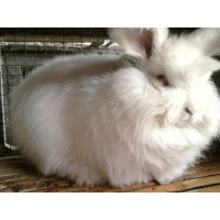 低价批发养殖兔子专用饲料石膏粉_图片
