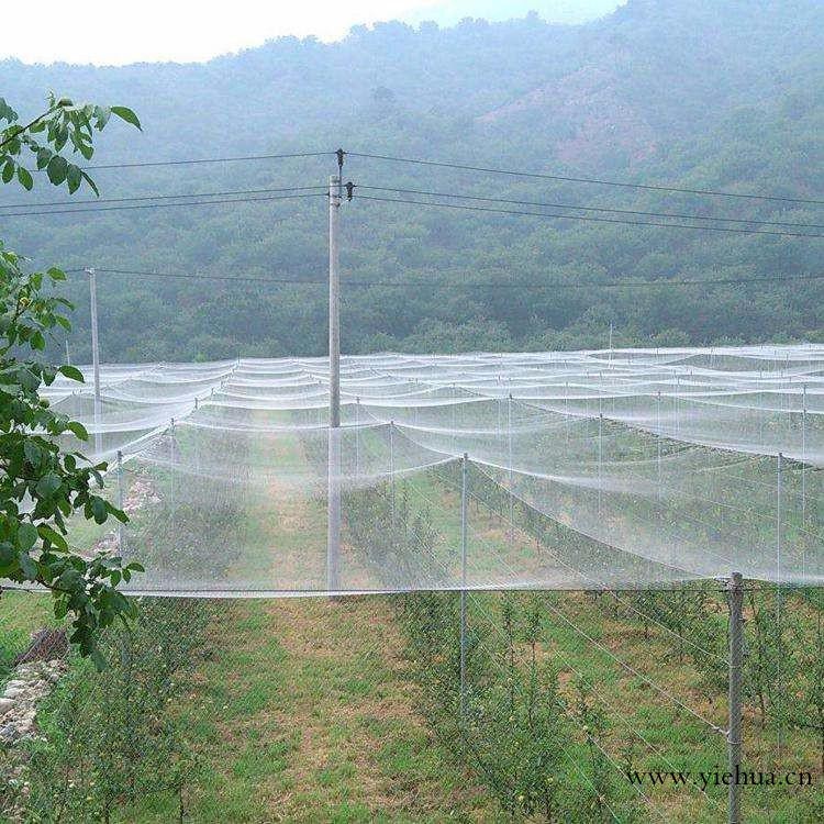 甘南地区蔬菜大棚专用防虫网厂家/甘南大棚防虫网价格_图片