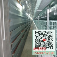 畅销大型养殖养鸡设备厂家直销自动化上料捡蛋设备_图片