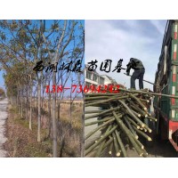 4公分栾树价格,3公分5公分6公分8公分栾树价格