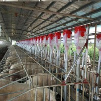良诸供应猪用定位栏  保育栏  母猪产床 生产厂家_图片