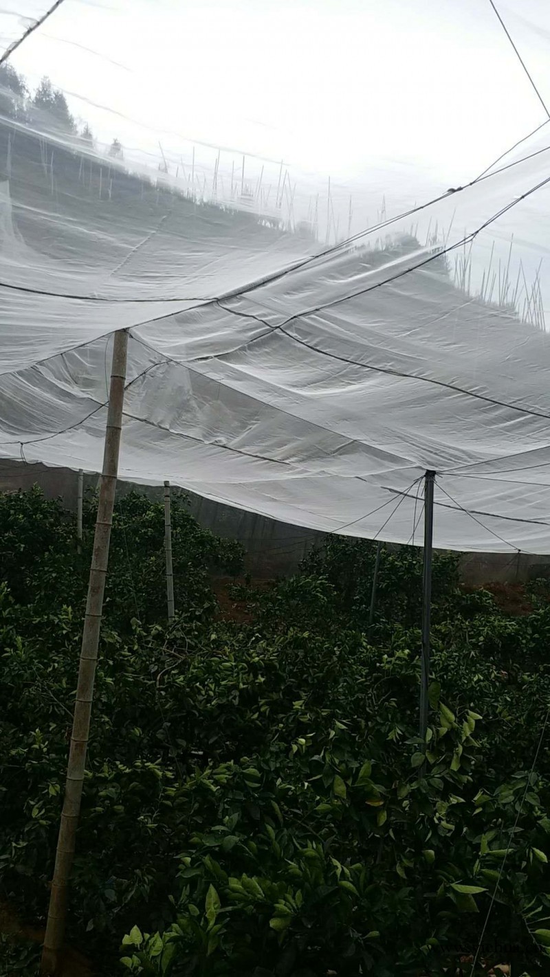 白色温室大棚种植专用各种密度尼龙纯料pe防虫网批发厂家_图片