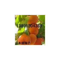陕西次郎甜柿子基地批发,大荔杨枫甜柿子产地行情_图片