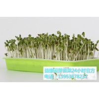 哪里能学习芽苗菜种植的技术-益康园_图片