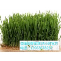 哪里能学习种植芽苗菜的技术-益康园_图片