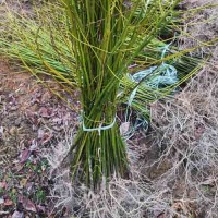檫树袋苗 檫木袋苗 高度60厘米檫树_图片