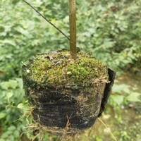 榉树袋苗 榉树苗 高度70厘米榉树容器苗_图片
