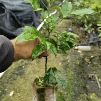 红豆树苗 花梨木苗 鄂西红豆苗 花梨木种子_图片