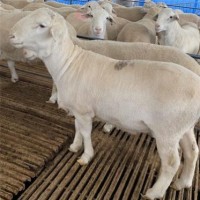 新疆甘肃山西湖羊养殖厂高产纯种湖羊羊苗批发供应优质湖羊